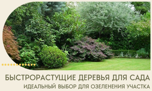 Быстрорастущие деревья для сада идеальный выбор в Ярославле