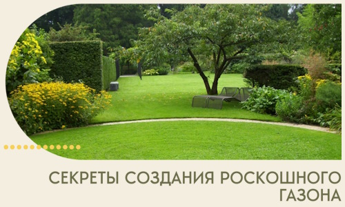 Секреты создания роскошного газона в Ярославле
